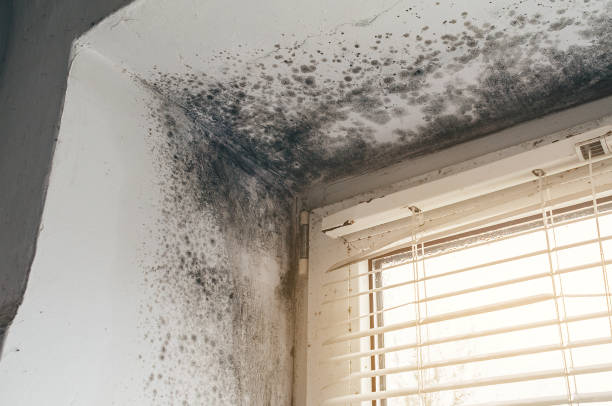 Affordable Attic Mold Removal solutions in Burkittsville, MD