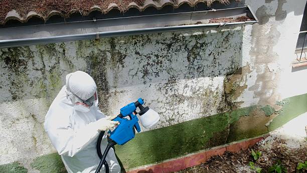 Top rated local Attic Mold Removal specialists in Burkittsville, MD
